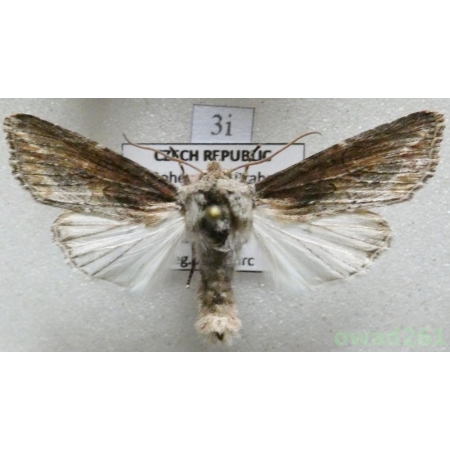 Egira conspicillaris (Linnaeus, 1758) Czech3i